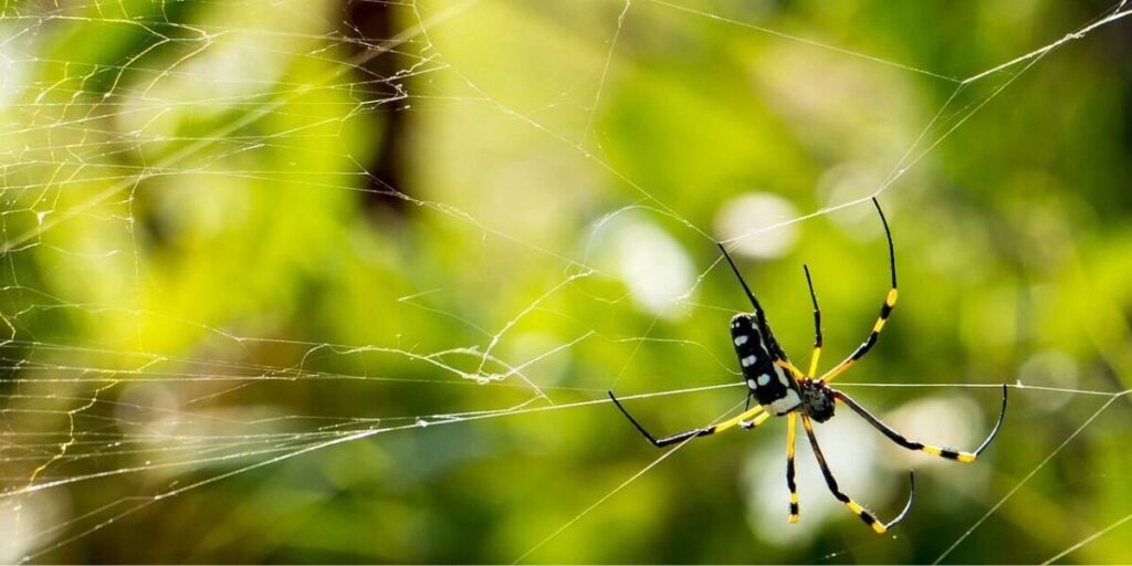Spider in its web